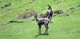 Isard Photo Robert Laffitte