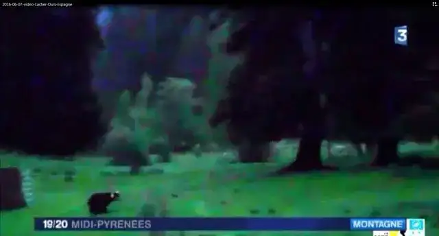 Ours-Goiat-leche-Alt-Aneu-Espagne-Catalogne