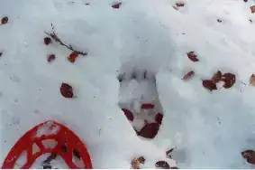 Ours Traces Campsaure