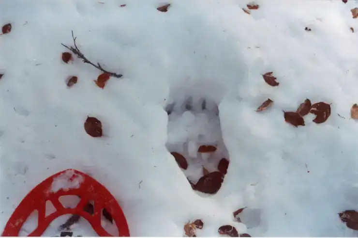 Ours Traces Campsaure