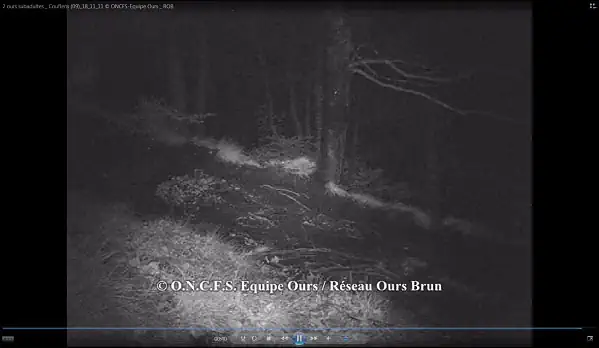 Ecran 2 ours Couflens