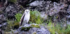 Circaete Jean le Blanc Photo Robert Laffitte