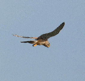 Faucon Crécerelle