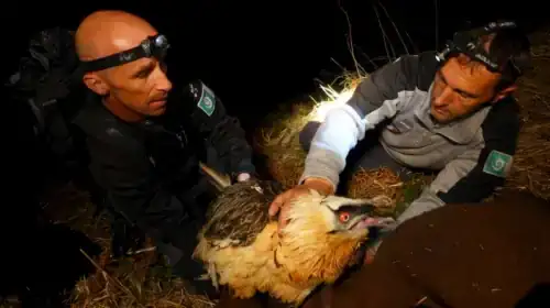 Sauvetage-Gypaete-Didier-Peyrusque