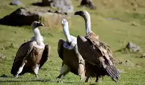 Vautours fauves R. Laffitte