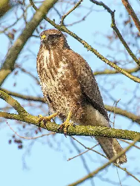 Buse variable