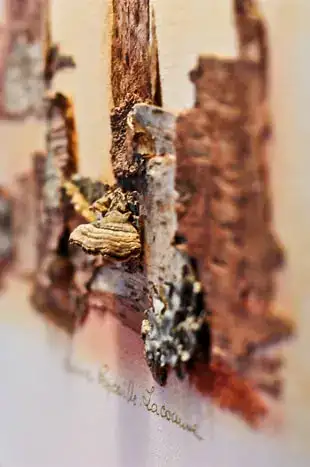 Le coeur de l'écorce