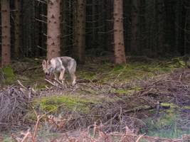 Un loup dans les Pyrénées (Photo d'illustration)