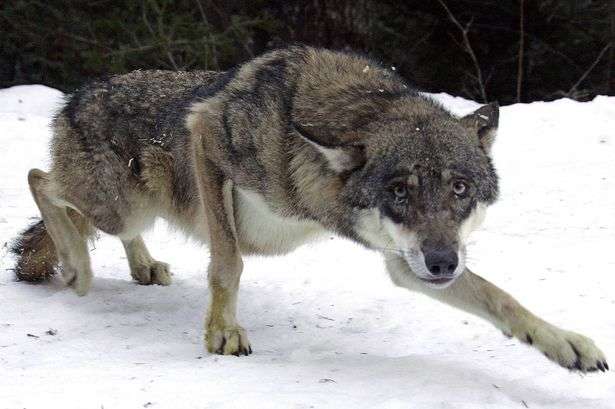 Attaque de Loup en Russie