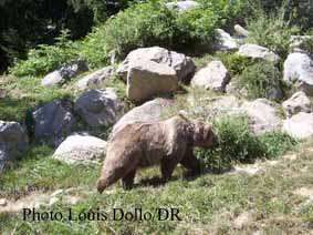 Ours dans les Pyrénées