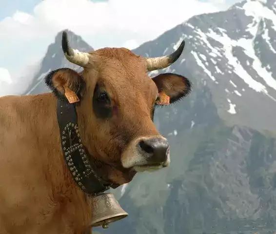 Vache Aubrac avec cloche